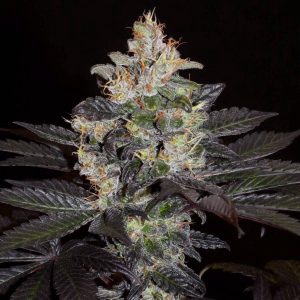 Balkh Hashplant- Khalifa Genetics- Landrace- SEEDS / 5 SEEDS